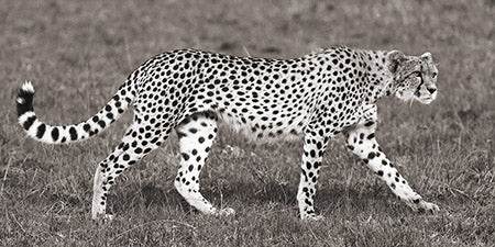 2FSA2AP4310ANIF