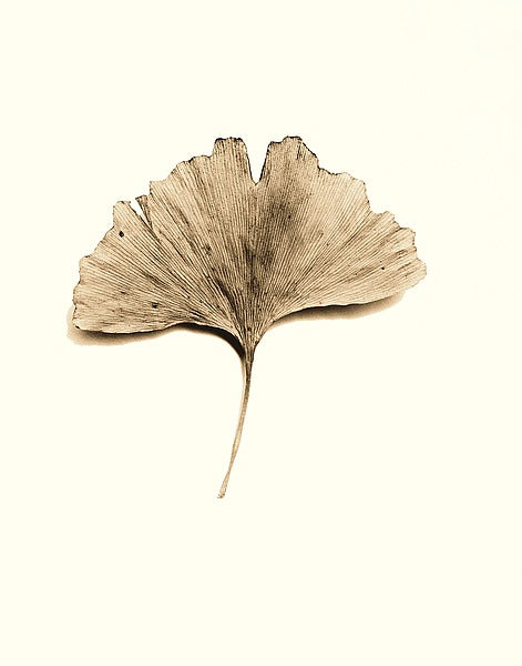 CFSCB1264DFIOF