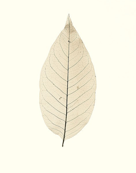 CFSCB1268DFIOF